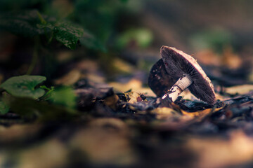 nature, water, forest, wood, toad, brown, closeup,amphibian