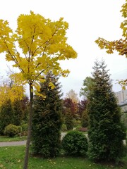 tall yellow-leaved maples in the city courtyard in autumn