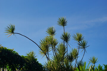Needle-like palm vegetation in the city