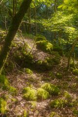 verlassener Steinbruch mitten im grünen Wald