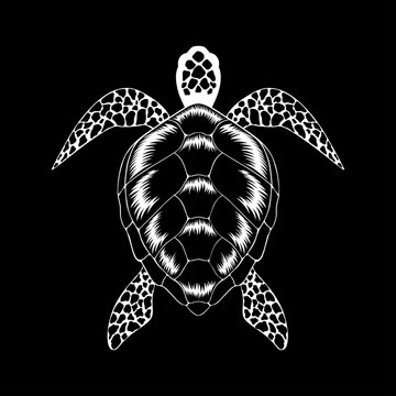 turtle on a black background