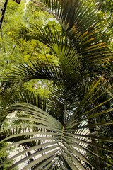 Obraz premium Green leaves background. tropical background