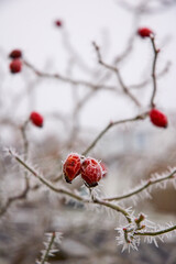Rose Hips 2