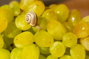 Close-up of a small snail crawling over grapes quiche mish
