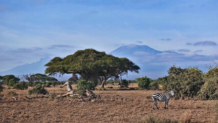 Kenya. Against the blue sky, above the clouds rises the beautiful Kilimanjaro with a snow cap on...