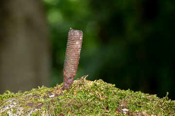 verlassener Steinbruch mitten im grünen Wald