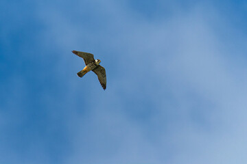 Falcon in flying on a blue sky