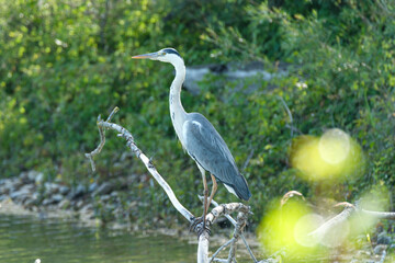 Great blue heron on a branch
