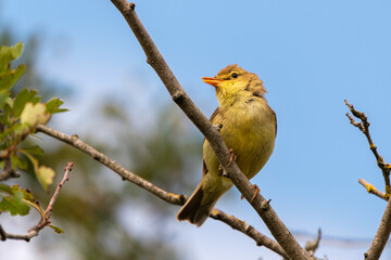 Melodious warbler on a branch - cute small yellow bird