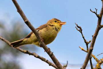 Melodious warbler on a branch - cute small yellow bird