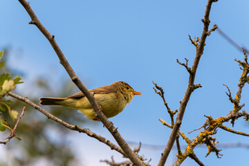 Melodious warbler on a branch - cute small yellow bird