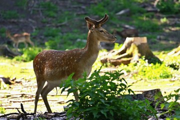 Beautiful animal in a wild  nature. Fallow deer (Dama dama) Colorful natural background