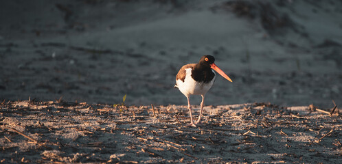 Shorebirds Nesting