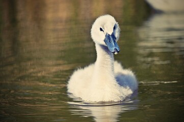 Beautiful swans cubs at pond. Natural colorful background with wild beautiful birds. (Cygnus)
