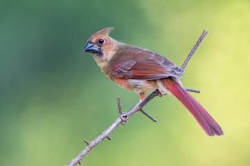 Juvenile Northern Cardinal Perched on Branch Against Green Background in the Month of June in Louisiana