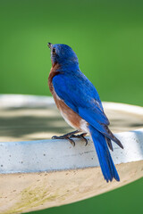 Male Eastern Bluebird Perched on Edge of a Birdbath in South Central Louisiana in Early Summer
