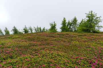 Fog form the background for wild Rhododendrons in bloom in Ligurian Alps along the French-Italian border