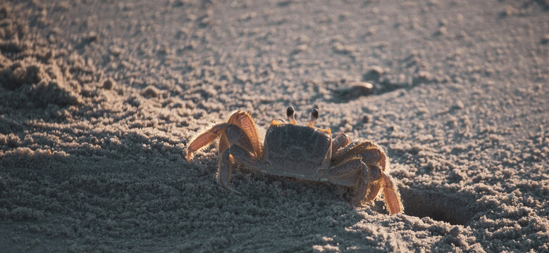 Crab Digging at Sunrise