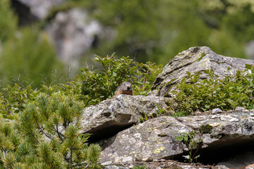 Marmot in the Alps
