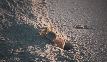 Crab Digging at Sunrise