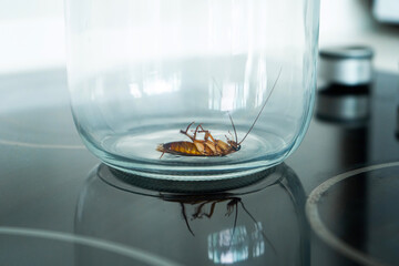 Cockroach in a glass jar in the kitchen