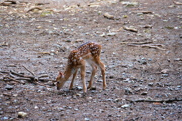 Baby doe