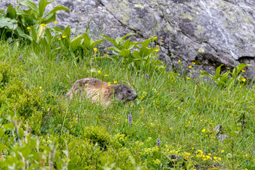 Yound marmot in the mountains - French Alps