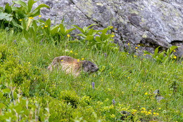 Yound marmot in the mountains - French Alps