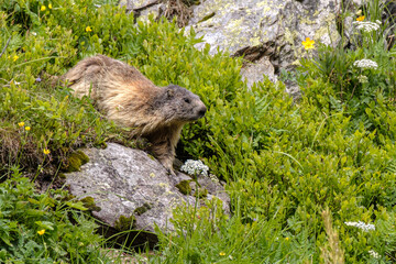 Naklejka na ściany i meble Marmot portrait in the mountains on a beautiful backgroung