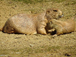 Chiens de prairie et son petit