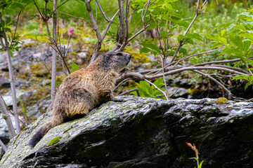 Fototapeta premium Marmot in the Alps