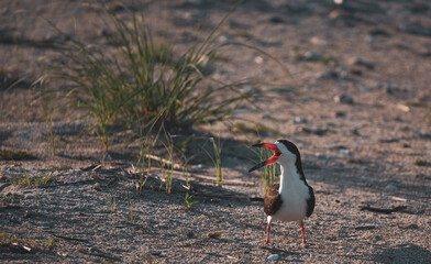 Shorebirds Nesting