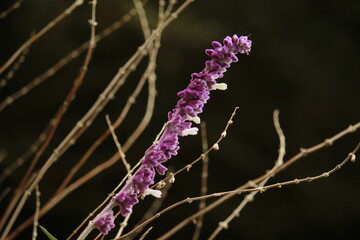 Flor morada (Purple flower)