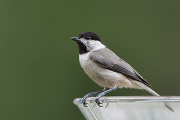 Naklejka premium Carolina Chickadee Perched on Feeder in Louisiana in June