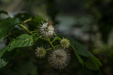 Buttonbush plant with a honeybee