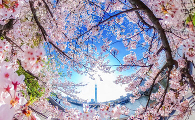 Obraz na płótnie Canvas 隅田川沿いの満開の桜と東京スカイツリー、超広角アングル