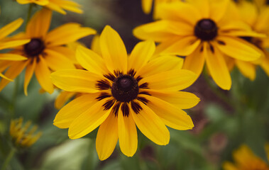 Flowers in Bloom