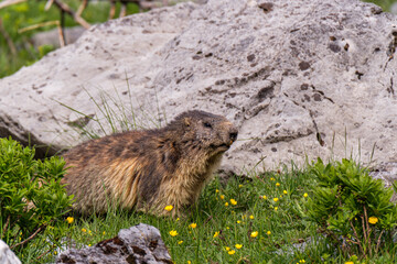 Marmot portrait in the mountains on a beautiful backgroung