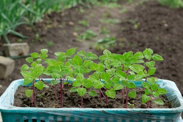 Green seedlings in plastic box close up,new sprouts preparing for planting into ground on spring, seasonal work in garden and yard on summer,image for calendar,poster