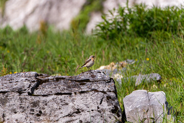 Little bird on a rock in the Alps