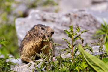 Marmot in the Alps