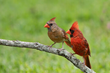 Northern Cardinal Pair Perched on a Branch Against Green Background