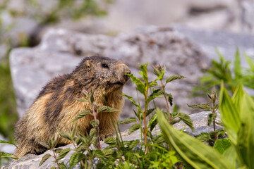 Marmot portrait in the mountains on a beautiful backgroung