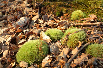 moss on the forest carpet