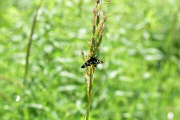 Butterfly with black wings. Ukraine.