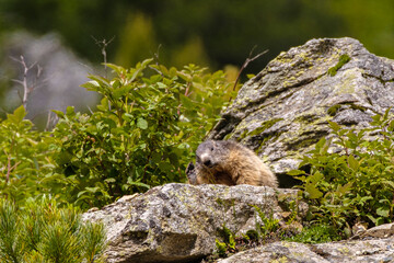 Marmot on the rock in the Alps
