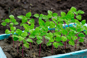 Green seedlings in plastic box close up,new sprouts preparing for planting into ground on spring, seasonal work in garden and yard on summer,image for calendar,poster