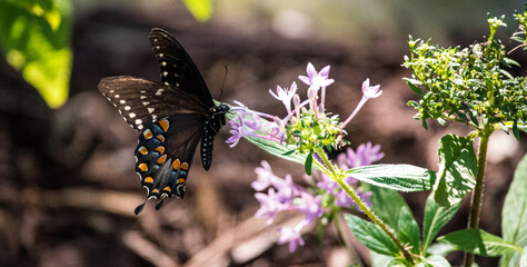 Butterflies and Blooms