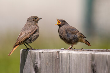 Young black redstart bird feeding in a ski station in french Alps
