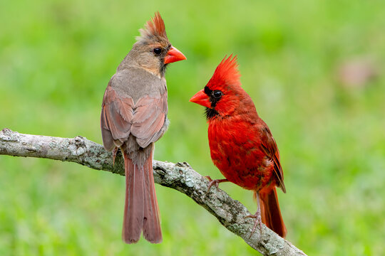 Male And Female Cardinals Images – Browse 1,151 Stock Photos, Vectors, and  Video | Adobe Stock